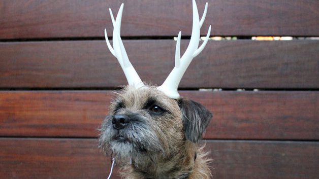 Dog carry 3D printed antlers