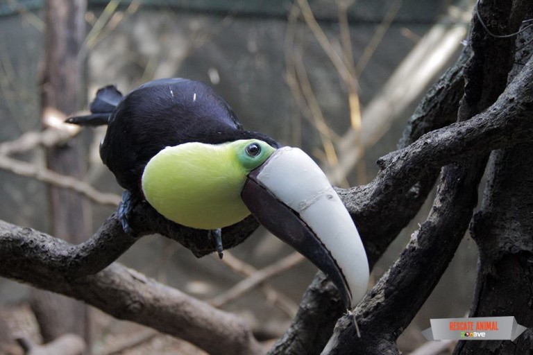 Injured Costa Rican Toucan Saved with 3D Printed Prothetic Beak