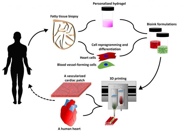 Tel Aviv University scientists 3D printed heart